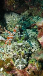 Crocodile fish with a friend. by Steve Dee 